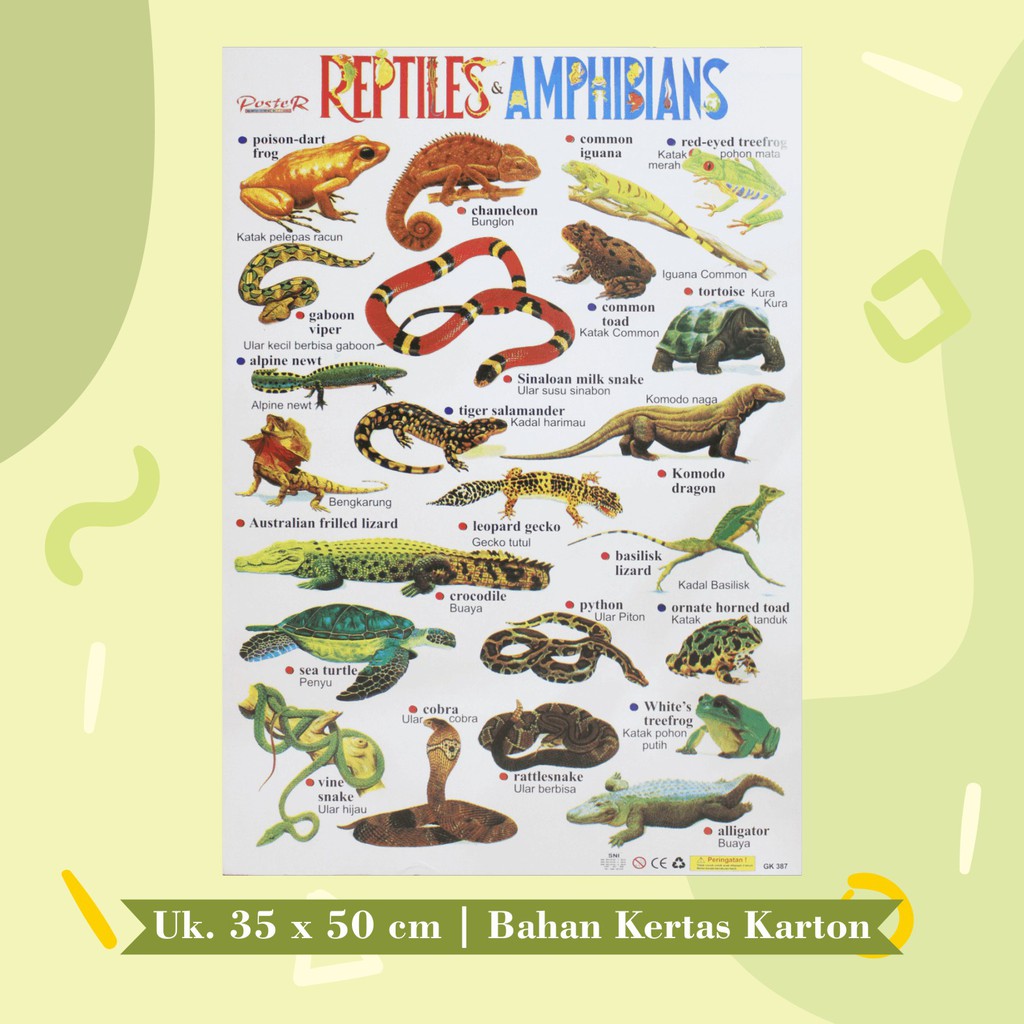 Jual Poster Edukasi Anak Mainan Edukasi Anak Lembaran : Herbivora
