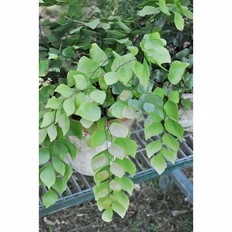 Jual tanaman hias bunga supril daun kecil | Shopee Indonesia