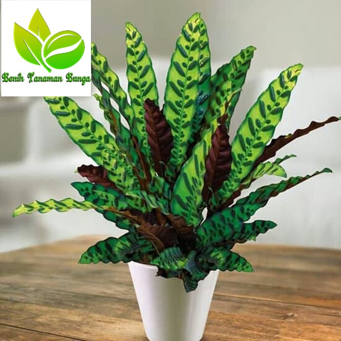 Jual Tanaman Hias Indoor Maranta Ekor Ayam Calathea Lancifolia