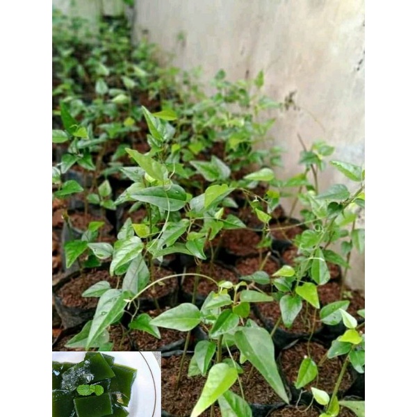 Jual Bibit Cincau Rambat dan Pohon | Shopee Indonesia