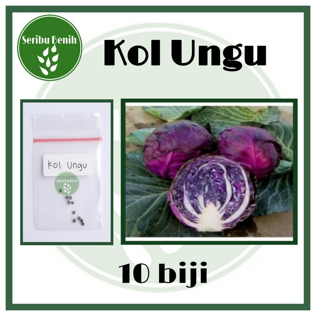 Jual 10 Benih Kol Cabbage Kubis Ungu Scarlet Known You Seed Bibit