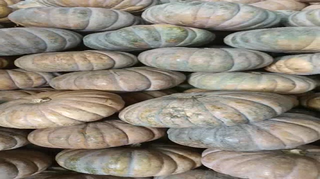 Jual Labu Parang / Labu Kuning / 1KG / Rimpang Herbal | Shopee Indonesia