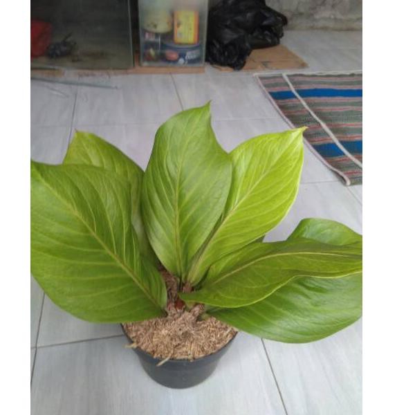 Jual SALE TERLARIS Tanaman Hias Anthurium Jemani Cobra Antorium Jenmani Kobra Taneman Hias