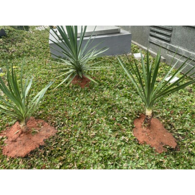 Jual Tanaman Hias Sansiviera Tombak Raja Bibit Anakan | Shopee Indonesia