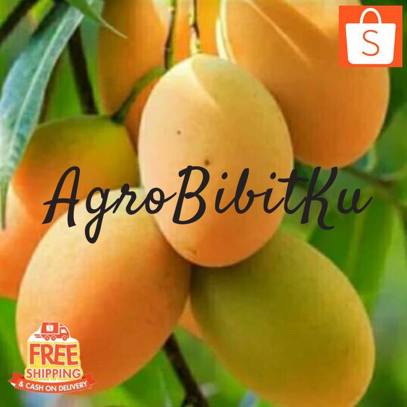 Jual Bibit Mangga Madu Anggur Afrika Mangga Afrika Super Unggulan