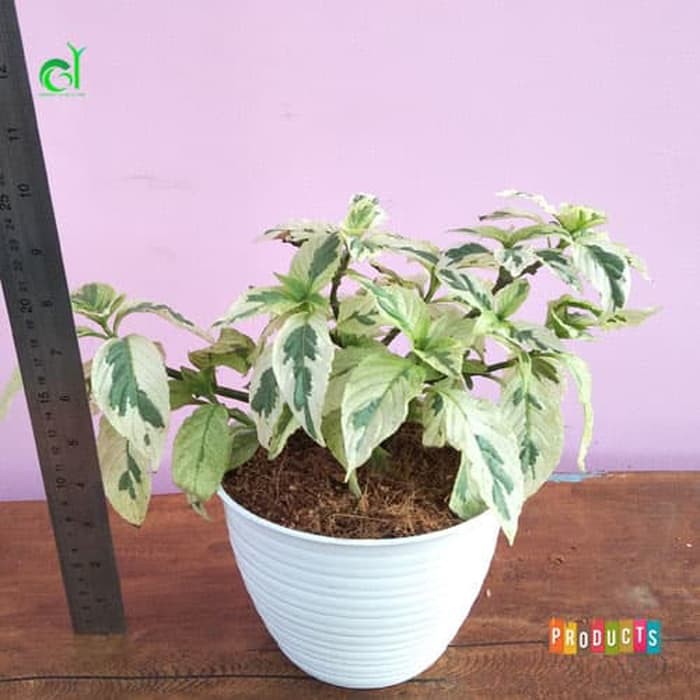 Jual Tanaman Hias Ruellia Variegata Bunga Merah Ruellia Elegans Variegata Jenis Tanaman Hias