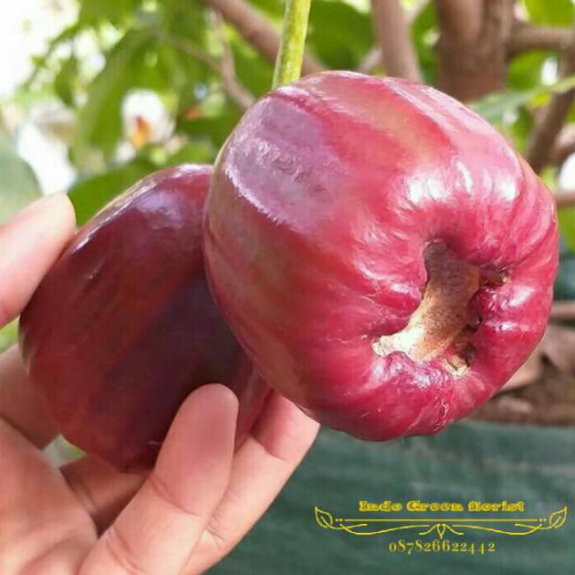 Jual D N Bibit Jambu Air Dalhari Okulasi Sangat Cepat Berbuah Bln Shopee Indonesia