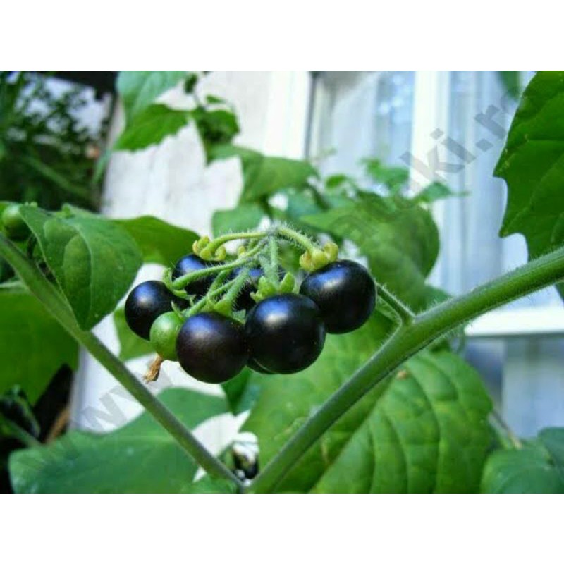 Jual 30 biji benih leunca/Ranti/leuh | Shopee Indonesia