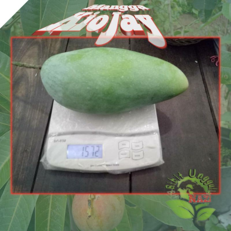 Jual Bibit Mangga KIOJAY JUMBO berkualitas Unggul bisa tanam dalam pot ...