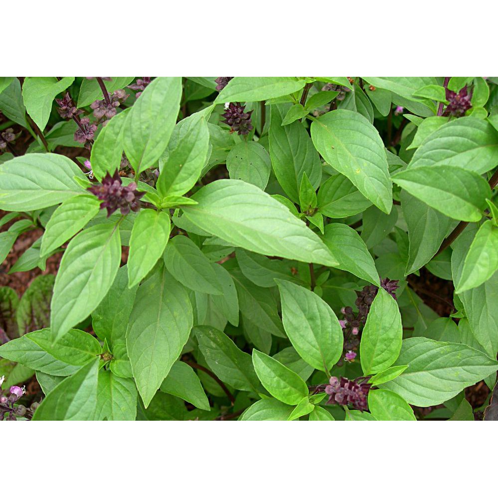 Jual Basil Thai Large Leaved 50 Biji (Benih Biji Bibit Tanaman Herb ...