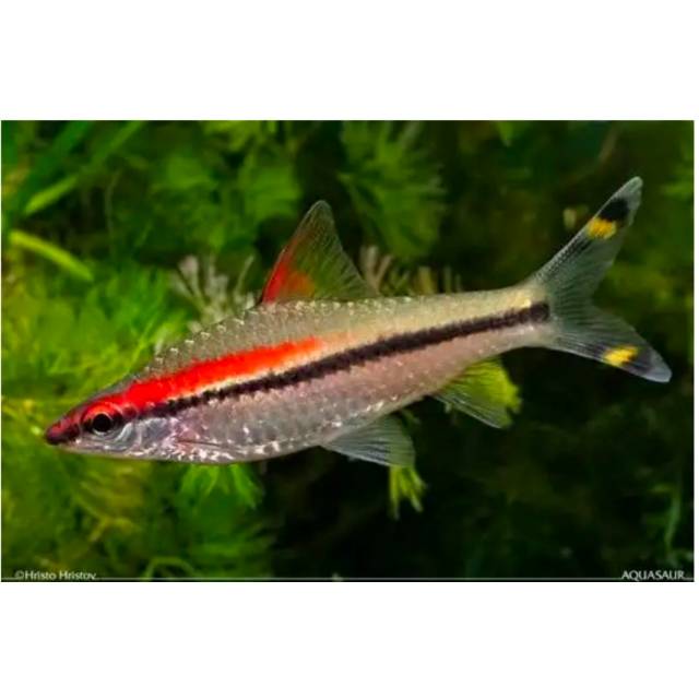 Jual IKAN HIAS PONTIUS DENISONIC | Shopee Indonesia