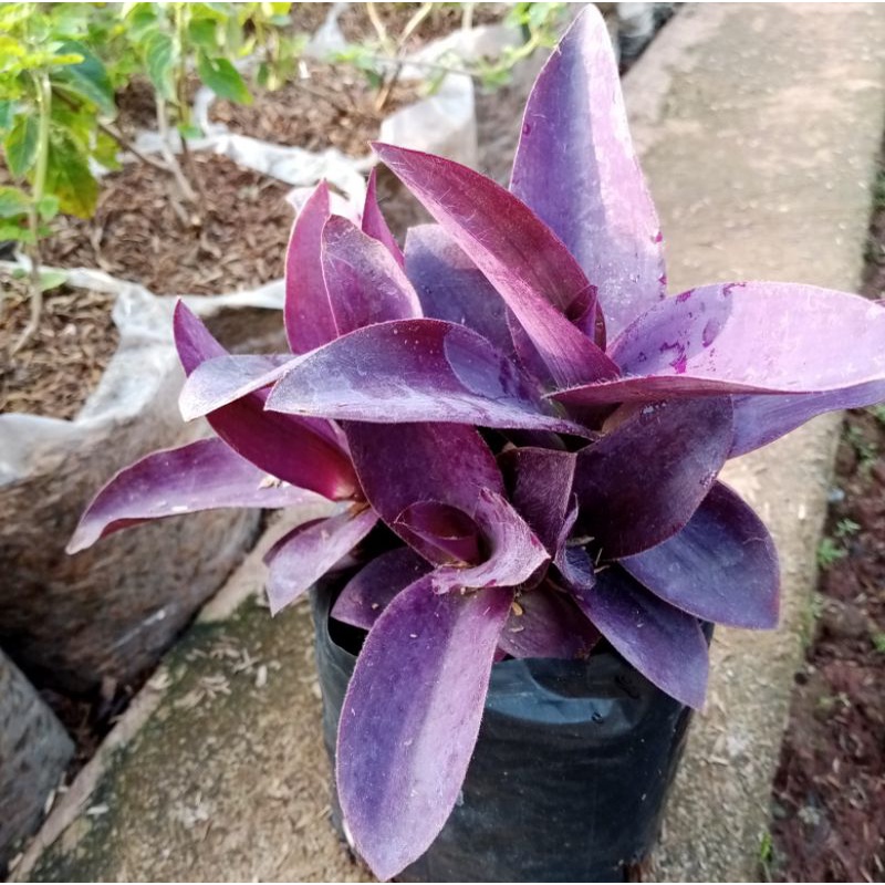 Tanaman Hias Adam Hawa Ungu,Cocor Gaok