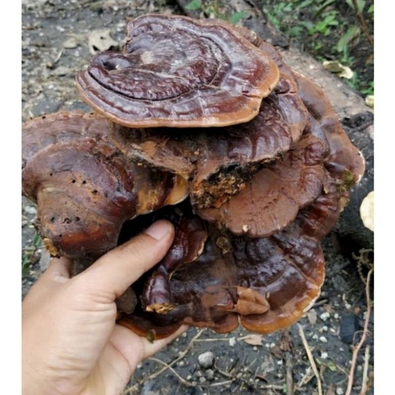 Jual lingzhi jamur liar/jamur hutan herbal 500gram Shopee Indonesia