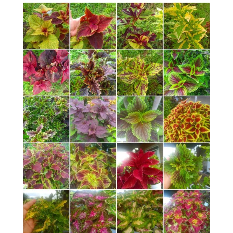 Jual Paket Tanaman Bunga Miana ( Coleus atropurpureus) Isi 10 Pohon ...