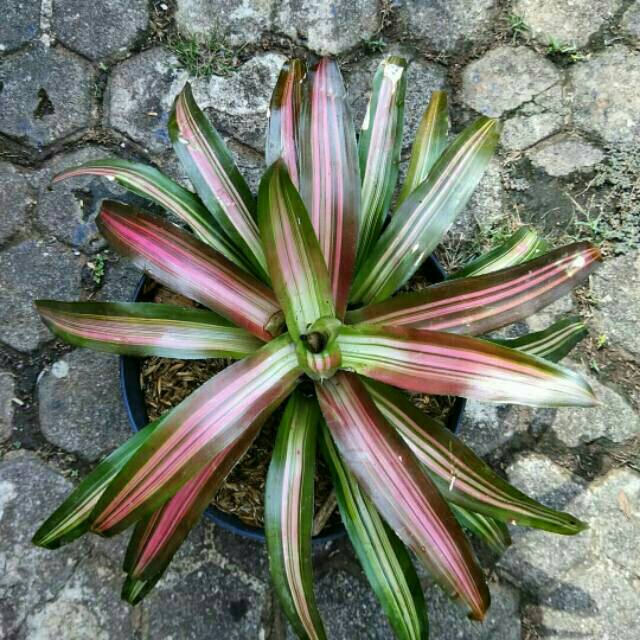 Jual { BISA COD } tanaman bromelia three colour - bromelia tri color ...