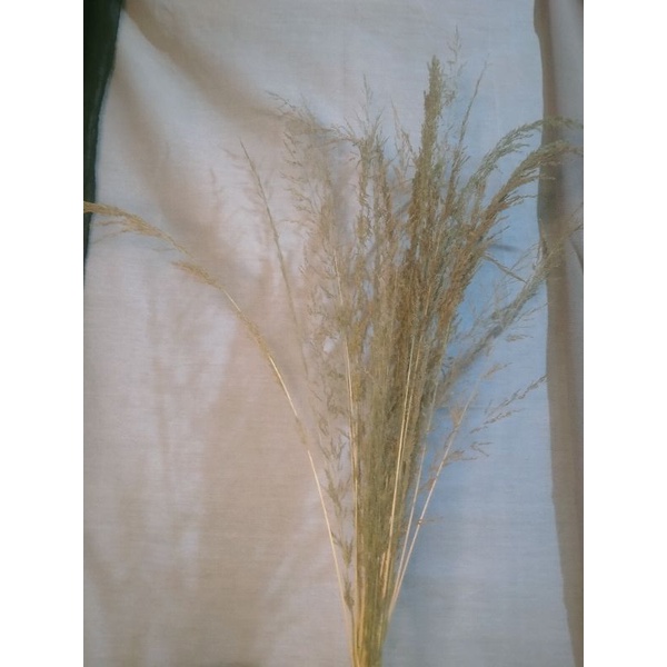 Jual wild grass-pampas bunga kering-rumput kering aestetik | Shopee ...