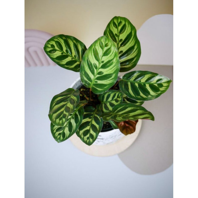 Jual Tanaman Hias Calathea Makoyana Shopee Indonesia