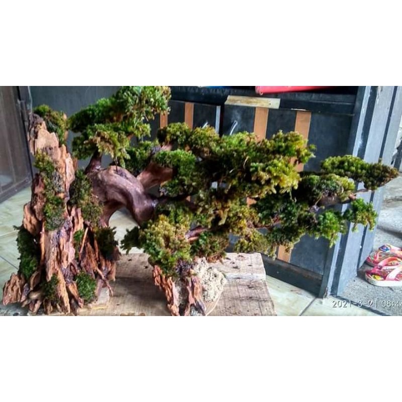 Jual Bonsai Aquascape(Miring) Shopee Indonesia