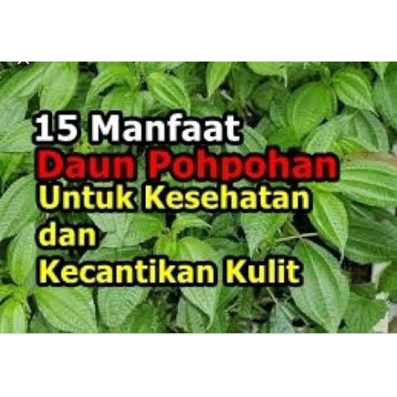 Jual Daun Pohpohan Muda Pucuk Shopee Indonesia