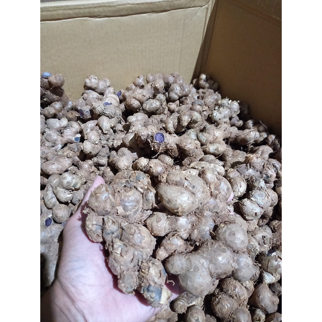 Jual Kunyit hitam paket 10kg | Shopee Indonesia