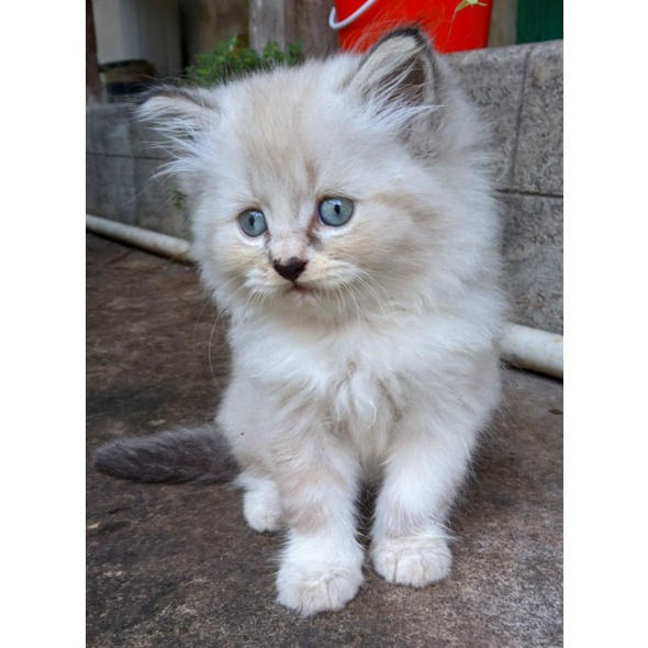 Jual KITTEN HIMALAYA MIDOL | Shopee Indonesia