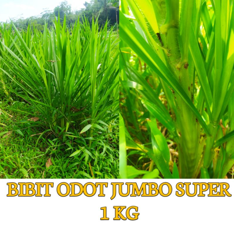 Jual BIBIT RUMPUT ODOT JUMBO 1KG | Shopee Indonesia