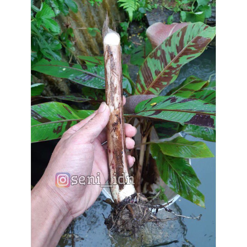 Jual bongol pisang varigata merah - banana blood - tanaman hias populer ...