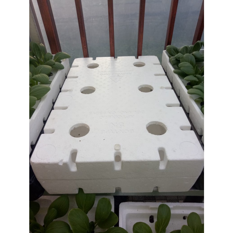 Jual Sterofoam Box Anggur Media Tanam Hidroponik Tanpa Alas Shopee
