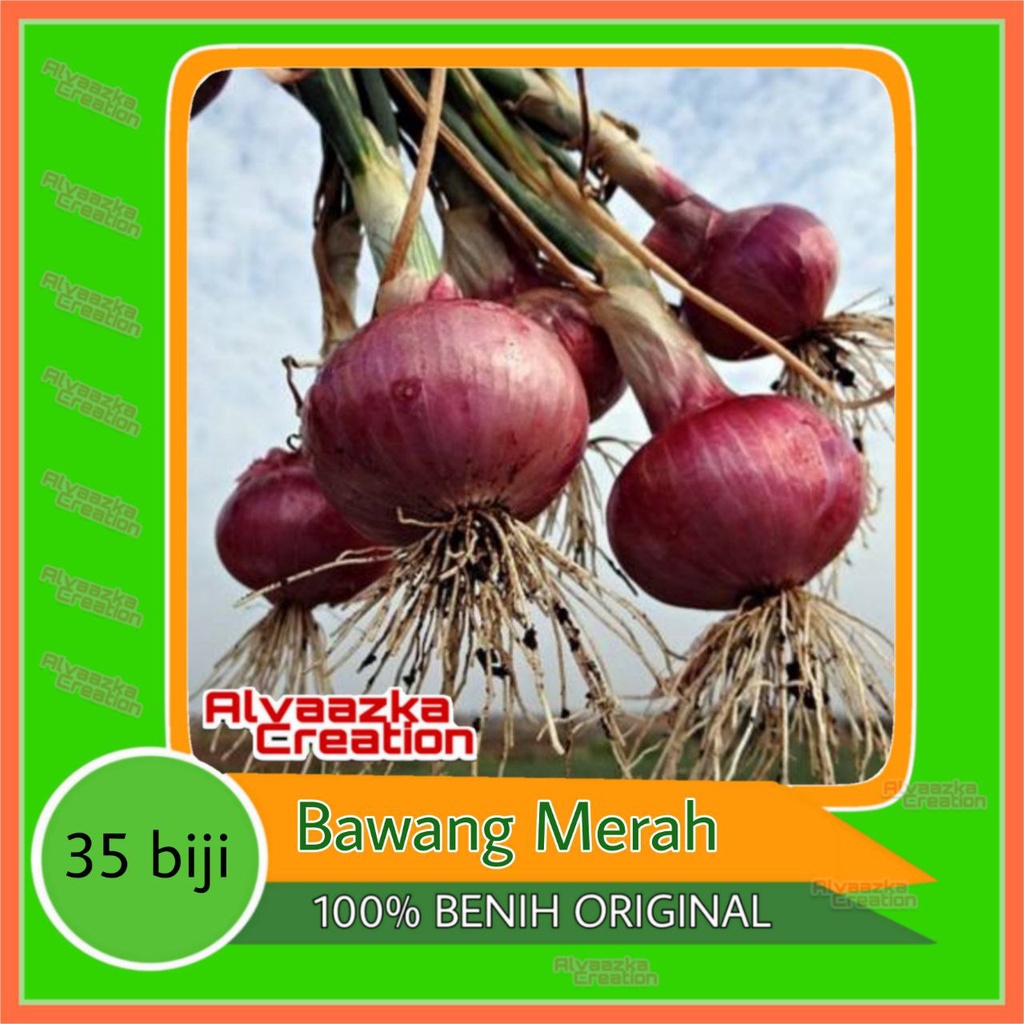 Jual 35 Biji Benih Bawang Merah Lokananta Sayuran Cap Panah Merah Super ...