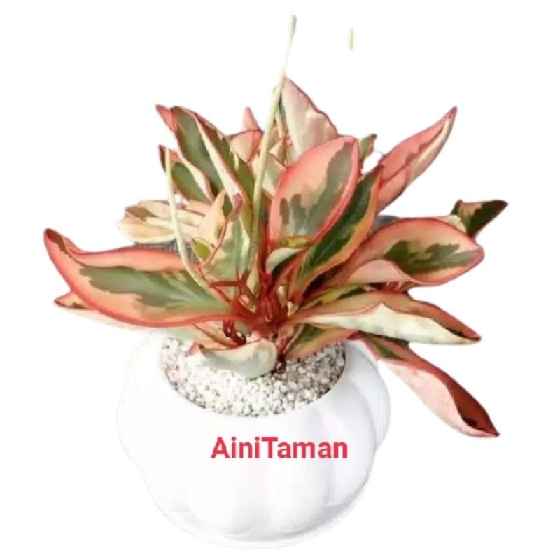 Jual Tanaman Hias Indoor Peperomia Clusiifolia Daun Merah - Tanaman ...