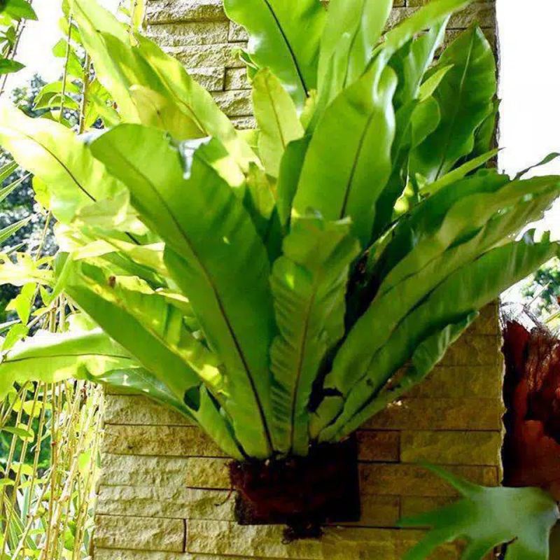 Tanaman hias kadaka red fire-Tanaman pot Tanaman tempel dipohon/ditembok