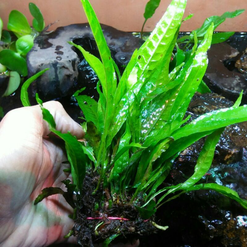 Jual kadaka mini medium tanaman aquascape di jual per 10 daun | Shopee ...