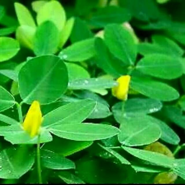Jual Jual Tanaman hias landep kacang kacangan-pohon landep _ | Shopee ...