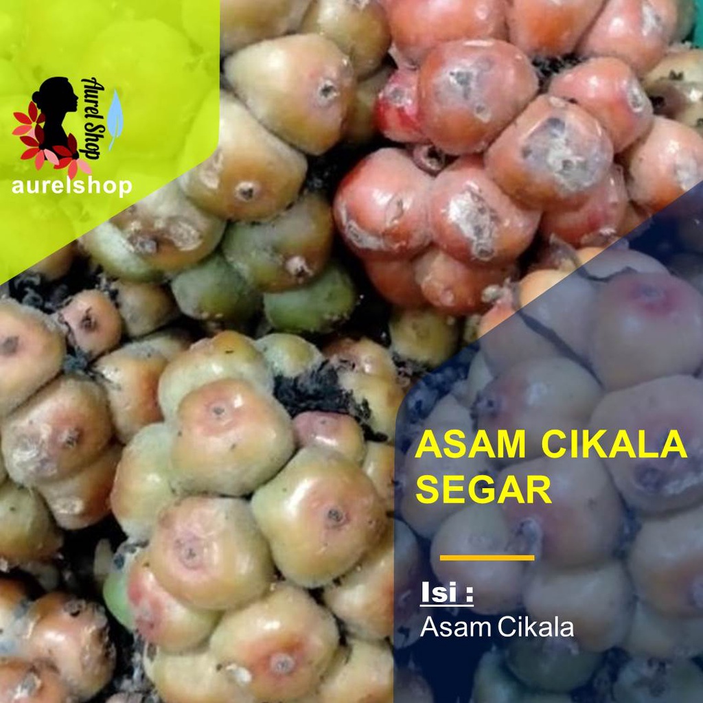 Jual Asam Cikala Segar 1 kg / Patikala / Buah Kecombrang / Cekala ...