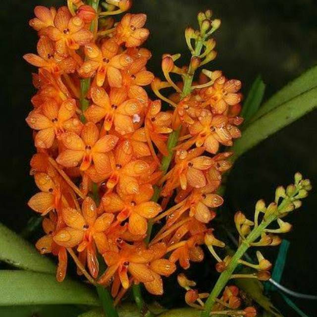 Jual Anggrek Asco Miniatum / Vanda Mini | Shopee Indonesia