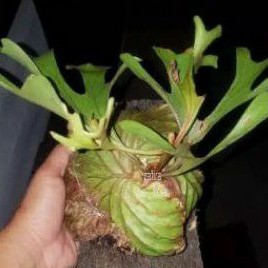 Jual Kadaka Uncal Terlengkap & Harga Terbaru Juni 2026 | Shopee Indonesia