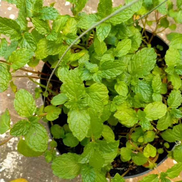  Daun Mint 