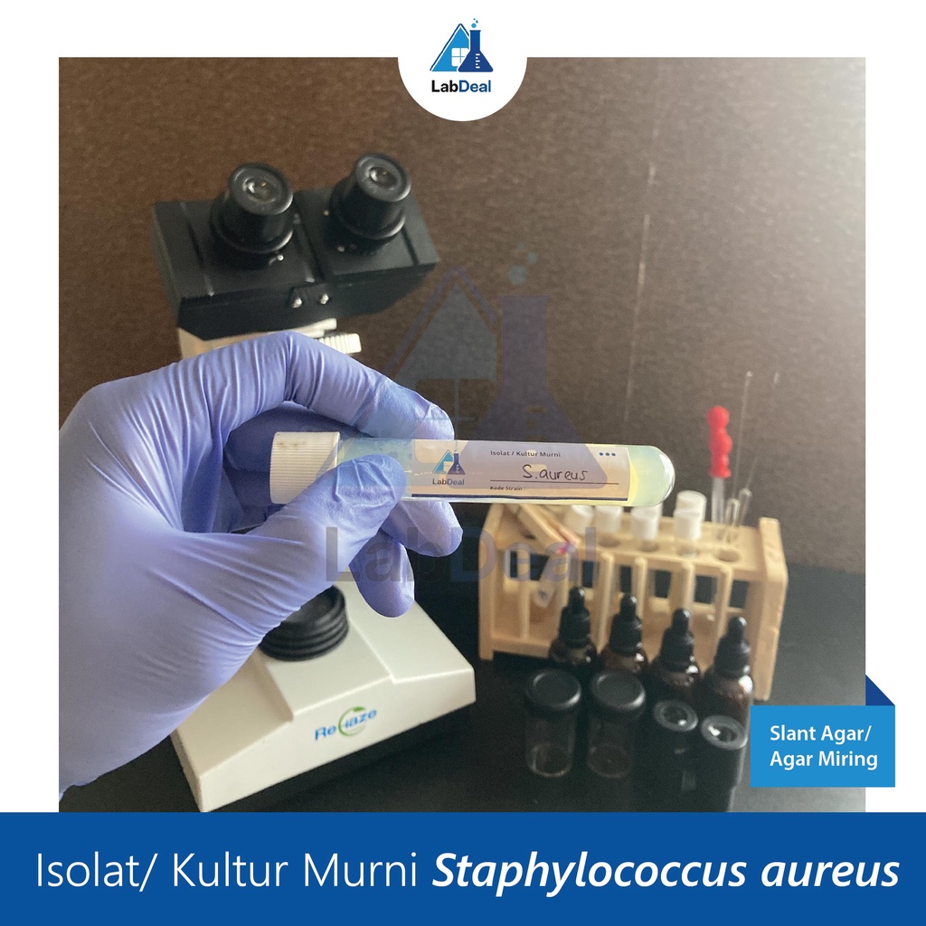 Jual Kultur Murni Isolat Bakteri Staphylococcus Aureus Atcc Shopee