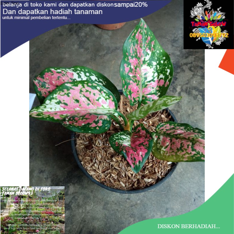Jual Tanaman hias aglonema Try colour | Shopee Indonesia