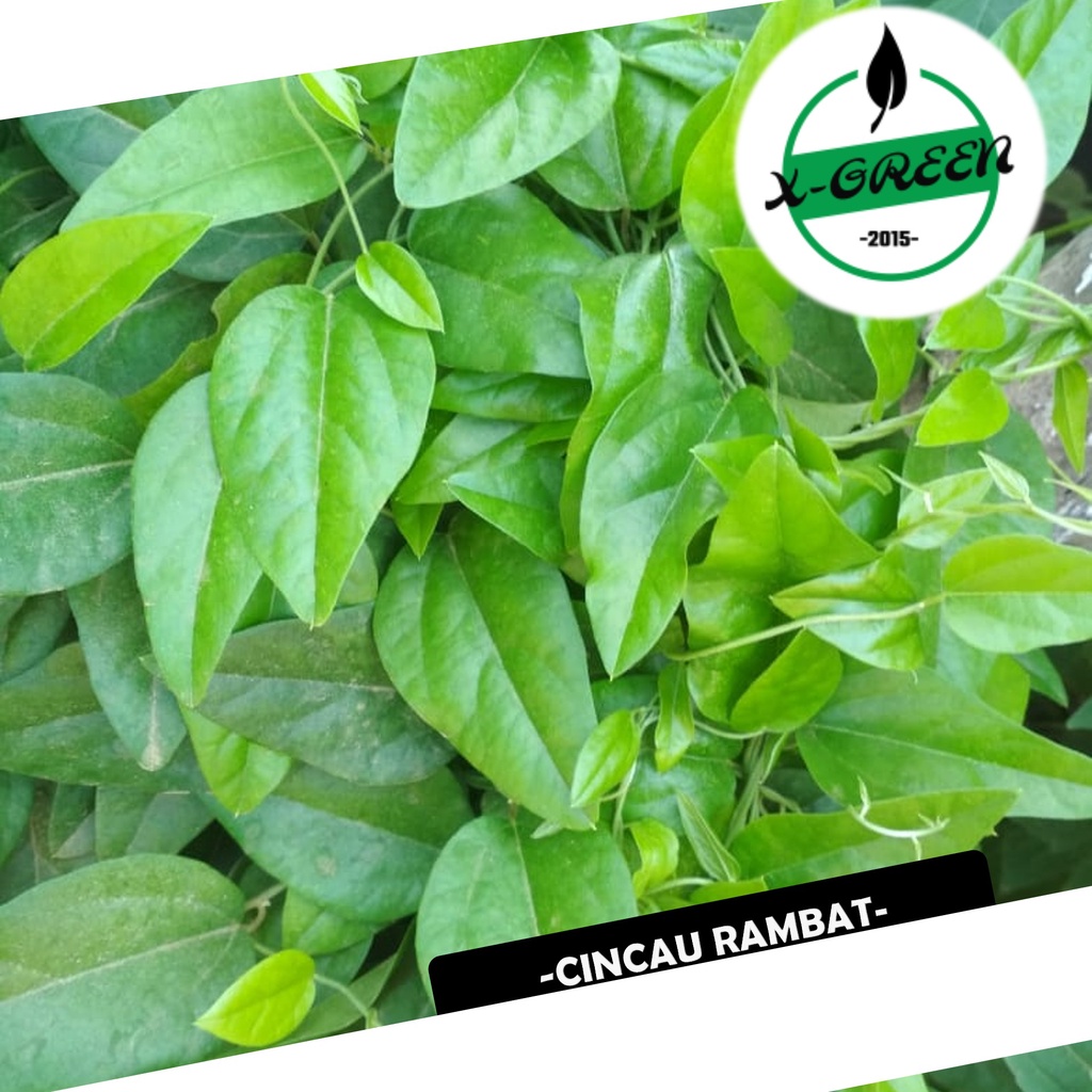 Jual Pohon Cincau Rambat - (X-Green) | Shopee Indonesia