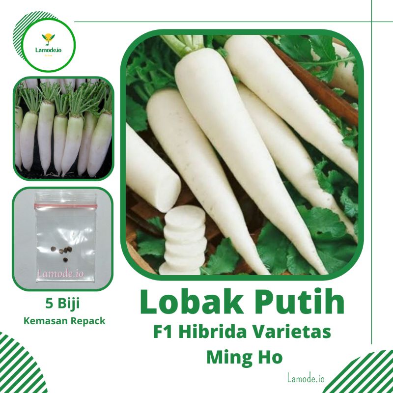 Jual 5 Biji Benih Lobak Putih F1 Hibrida Ming Ho Repack Bibit Tanaman