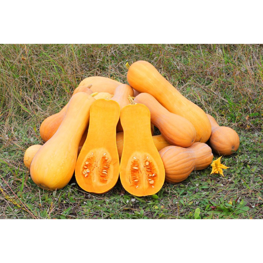 Jual Benih Bibit Labu Madu Butternut Squash Panah Merah kemasan asli SP ...