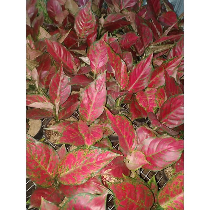 Jual Tanaman Hias Aglaonema / Aglonema Red King | Shopee Indonesia