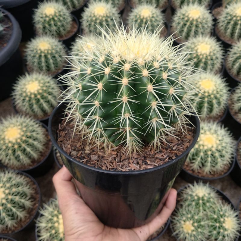 Jual Echinocactus Grusoni/Golden Barrel | DP 15cm | Kaktus | Shopee Indonesia