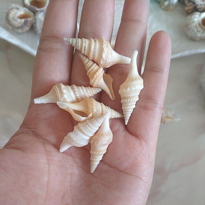 Jual KERANG TEROMPET / KERANG CABAI 100gr | Shopee Indonesia