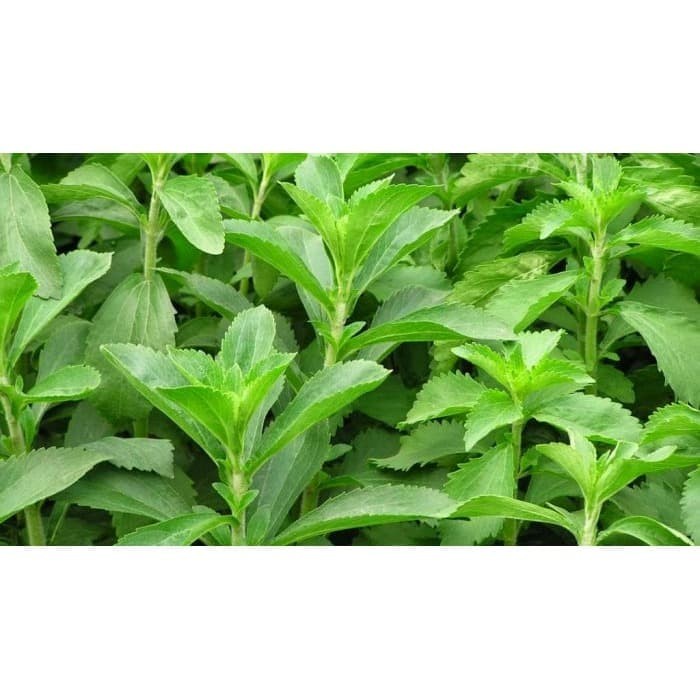 Jual Bibit Tanaman Herbal Stevia Daun Manis Shopee Indonesia