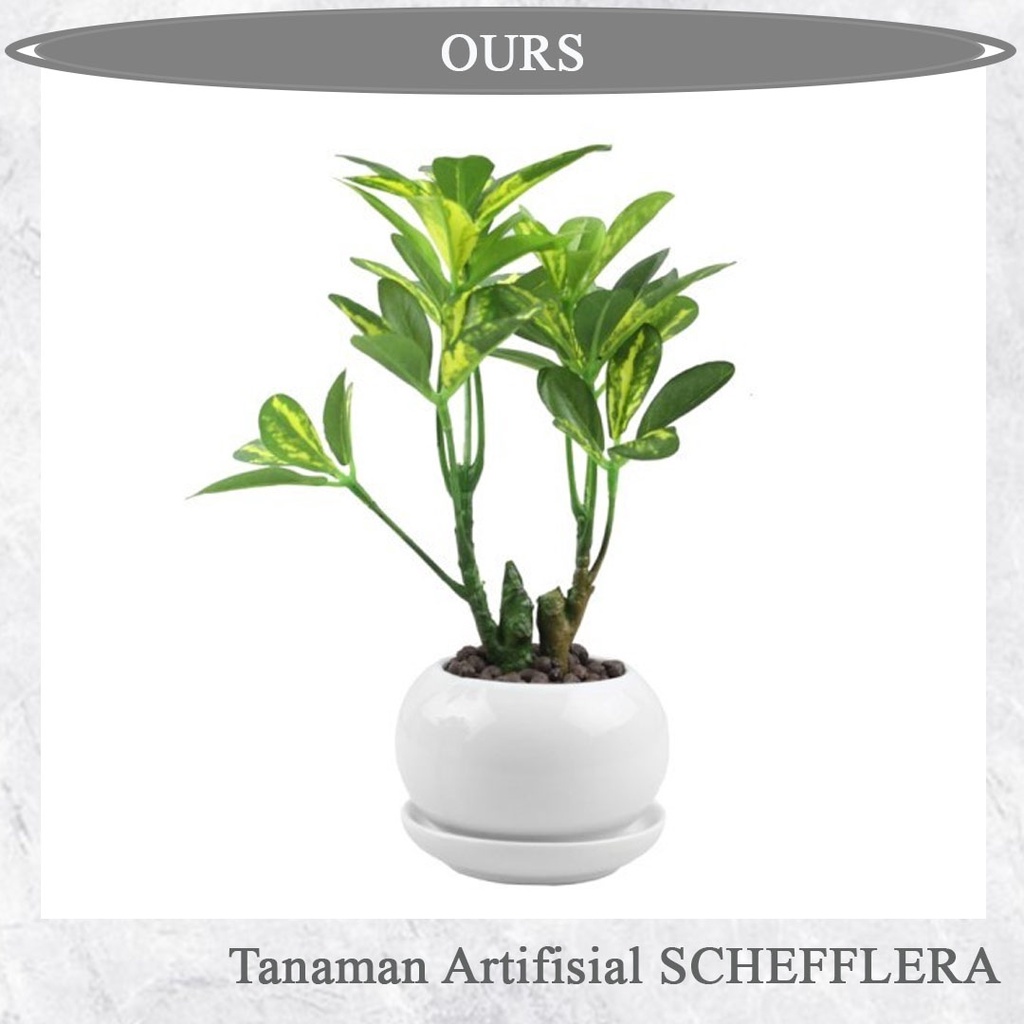 Jual Tanaman Artifisial Schefflera Dengan Pot Cm Shopee Indonesia