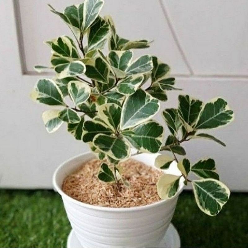 Jual Termurah Tanaman Hias Ficus Butterfly Beringin Kupu Kupu Variegata