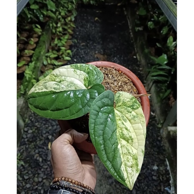 Jual Promo Bibit Tanaman Hias Anthurium Sirih Variegata Bibit Bonggol Tanaman Hias Shopee