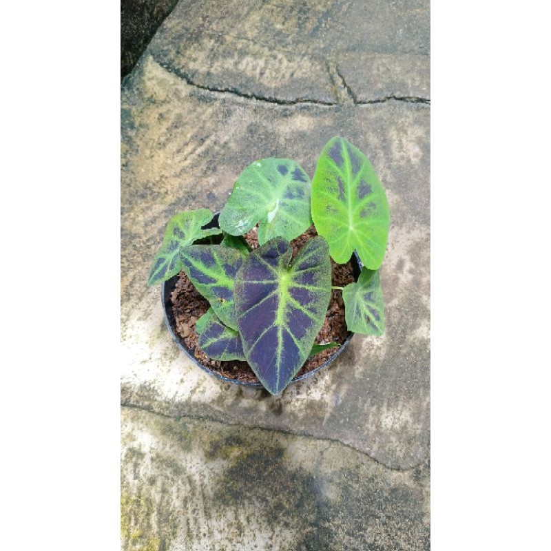 Jual Keladi/Caladium Black Ghost (Khusus Pulau Jawa) | Shopee Indonesia